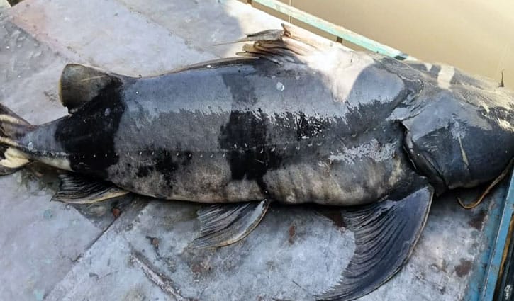 বরগুনায় প্রচার চালিয়ে মহাবিপন্ন প্রজাতির বাঘা আইর বিক্রি