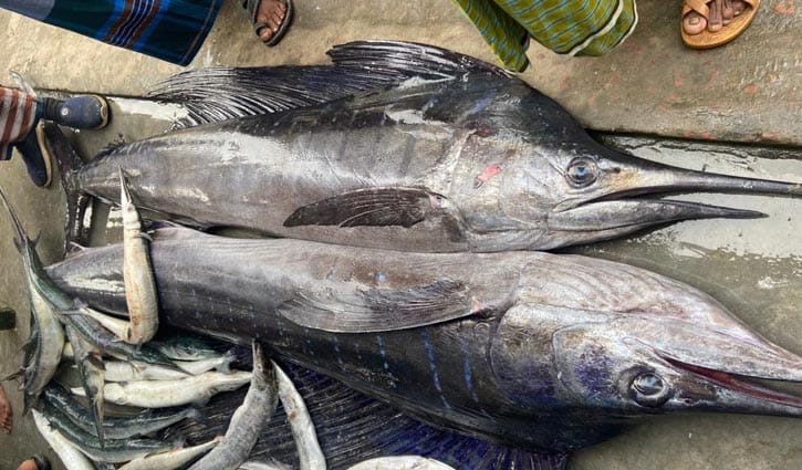 চার মণ ওজনের দুই পাখি মাছের দাম মাত্র ২৫ হাজার