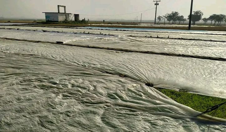 কুয়াশায় ক্ষতিগ্রস্ত বোরো বীজতলা, দুশ্চিন্তায় কৃষক