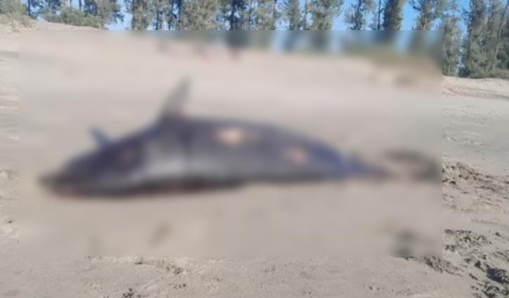 উখিয়া সৈকতে ভেসে এল মৃত ডলফিন