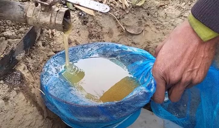 সিরাজগঞ্জে মাঠজুড়ে সরিষা ফুলের হাসি, মধু উৎপাদনের লক্ষ্য ৪০৪ টন 