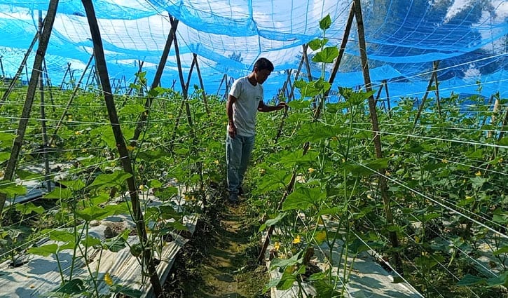 কীটনাশক ছাড়াই দীঘিনালাতে হচ্ছে সবজি চাষ