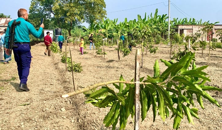 রাতের অন্ধকারে ১১৭টি আমগাছ কেটে ফেলেছে দুর্বৃত্তরা