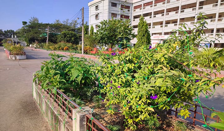 জলাভূমি থেকে সবুজ প্রাঙ্গণ পাবিপ্রবি: বৃক্ষরোপণ অভিযানের নান্দনিক গল্প