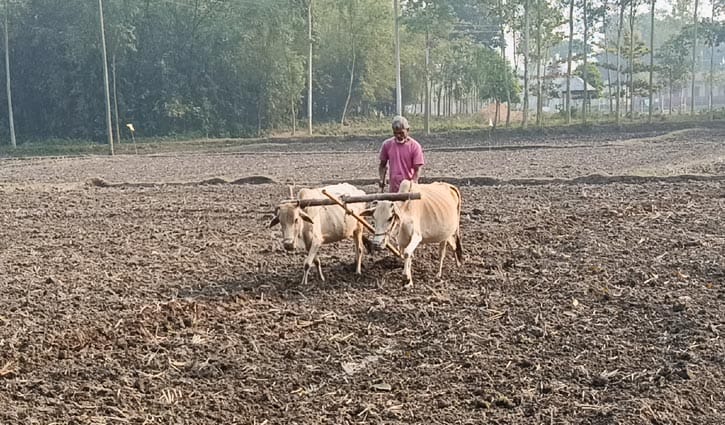 পঞ্চগড়ে বইছে মৃদু শৈত্যপ্রবাহ
