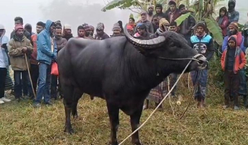 মহিষের লড়াই দেখতে ভিড়, বন্ধ করল প্রশাসন