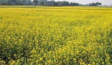 সবুজ মাঠে দিগন্ত বিস্তৃত হলুদ হাসি