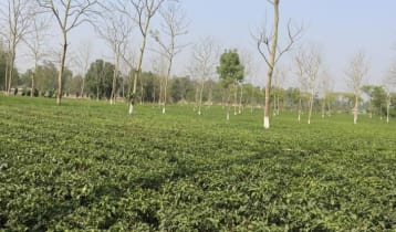 ২ মাস বন্ধ থাকবে উত্তরাঞ্চলের চা-কারখানা  