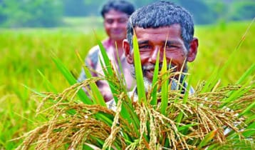 কৃষি ঋণ বিতরণ বেড়েছে ২৭ শতাংশ