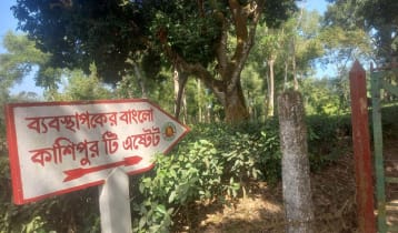 অনির্দিষ্টকালের ধর্মঘটে মৌলভীবাজারের কাশিপুর চা-বাগানের শ্রমিকরা