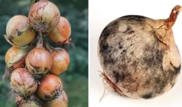 খোসায় কালো দাগযুক্ত পেঁয়াজ কী খাওয়া যাবে?