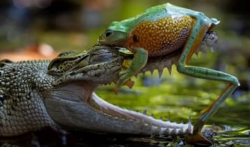 প্রকৃতিতে শিল্পের বহুরূপ