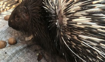 পঞ্চগড়ে বিরল প্রজাতির সজারু উদ্ধার