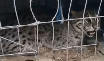 সাতক্ষীরায় মেছোবাঘ আটকের পর বনে অবমুক্ত