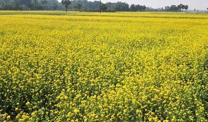 সবুজ মাঠে দিগন্ত বিস্তৃত হলুদ হাসি