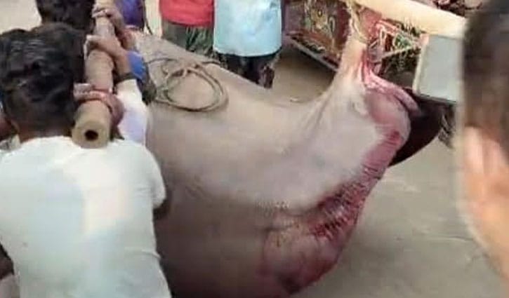 রামগতিতে জেলেদের জালে ৬ মণের শাপলা পাতা মাছ