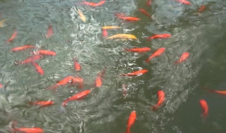 ঠাকুরগাঁওয়ে রঙিন মাছে সফল মাদরাসা শিক্ষক তাজুল