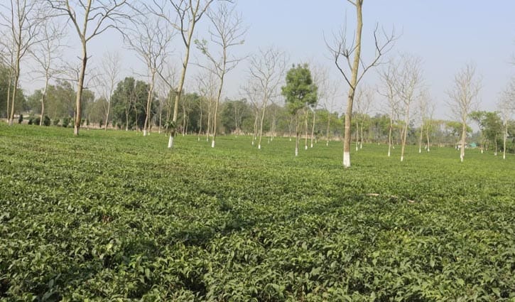 ২ মাস বন্ধ থাকবে উত্তরাঞ্চলের চা-কারখানা  