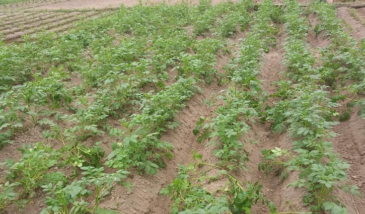 প্রচণ্ড ঠান্ডায় রবি শস্যে ক্ষতির শঙ্কা, দুশ্চিন্তায় মৌলভীবাজারের চাষিরা