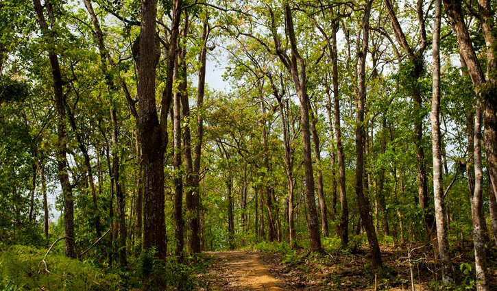 বন রক্ষায় নতুন অধ্যাদেশ, আইন না মানলে লাখ টাকা জরিমানা