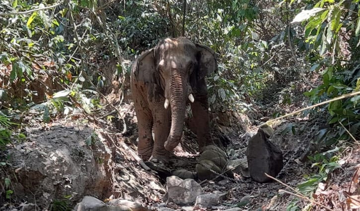 ছবি তুলতে গিয়ে বন্য হাতির আক্রমণে প্রাণ গেল একজনের