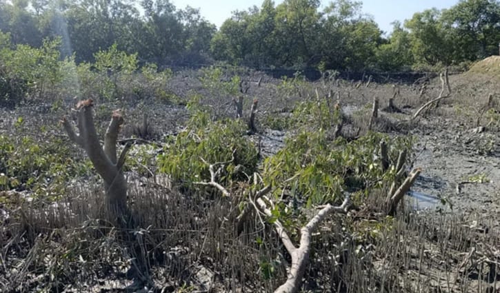 গাছ কেটে চিংড়ি ঘের, বন আদালতে মামলা