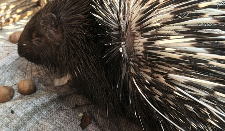 পঞ্চগড়ে বিরল প্রজাতির সজারু উদ্ধার