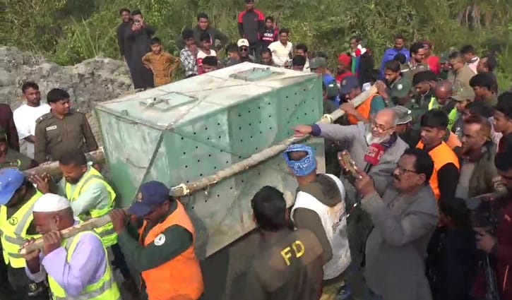 সুন্দরবনে ফাঁদে পড়া বাঘিনী এখন খুলনায়, ‘অবস্থা বেশি ভালো নয়’
