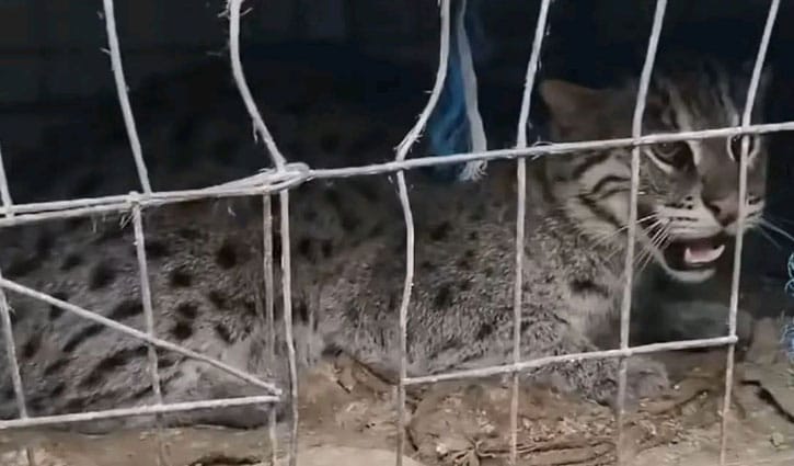 সাতক্ষীরায় মেছোবাঘ আটকের পর বনে অবমুক্ত