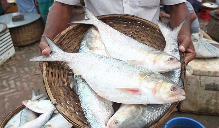 নিষেধাজ্ঞা শেষে জেলেরা নদীতে নামলেও ইলিশ মেলেনি