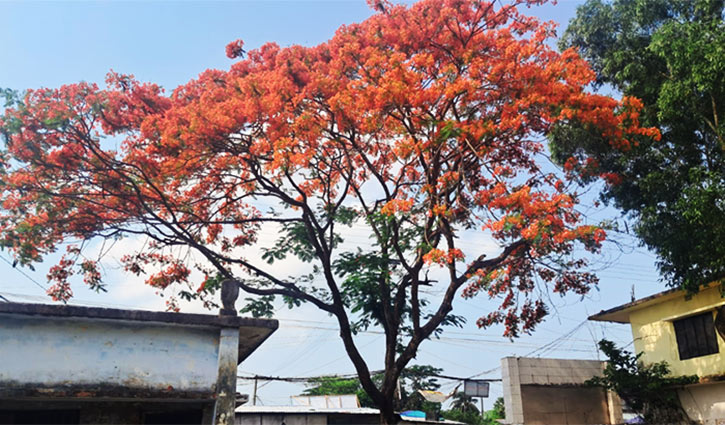 বিদ্যালয় মাঠ প্রাঙ্গণে সৌন্দর্য্য ছড়াচ্ছে কৃষ্ণচূড়া, দিচ্ছে ছায়া
