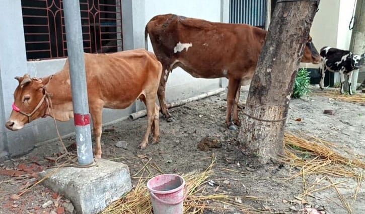 কালীগঞ্জে গরু চুরি বেড়েছে, পুলিশি তৎপরতায় ৩টি গরু-বাছুর উদ্ধার