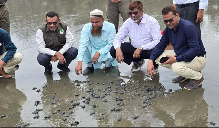 কক্সবাজার সৈকতে ২৫০টি জলপাইরঙা কাছিমের বাচ্চা অবমুক্ত