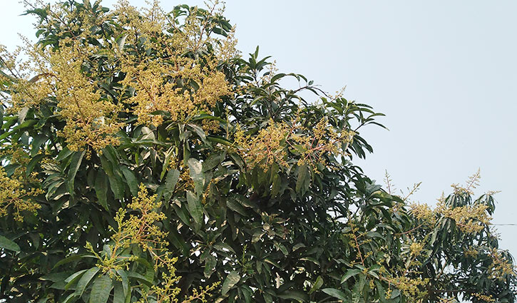 দিনাজপুরে গাছে গাছে আমের সোনালি মুকুল