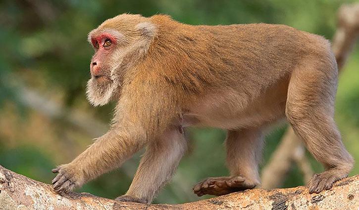 সাতছড়ি বনে একটি মাত্র আসামি বানর, তার সঙ্গী প্রয়োজন