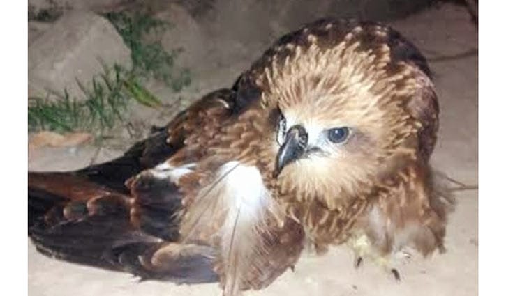 আহত অবস্থায় বিরল প্রজাতির ঈগল পাখি উদ্ধার