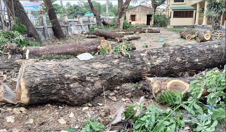 হবিগঞ্জে শতবর্ষী গাছ কর্তন, পরিবেশবাদীদের ক্ষোভ