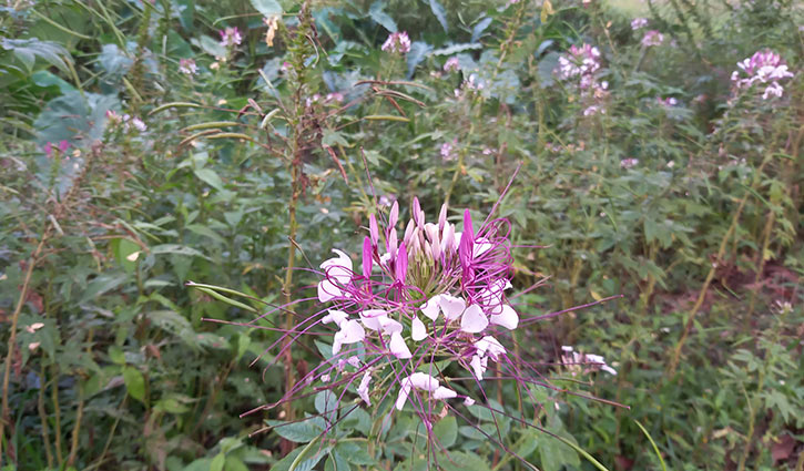 মুগ্ধতা ছড়াচ্ছে হাওর পাড়ের ফুল