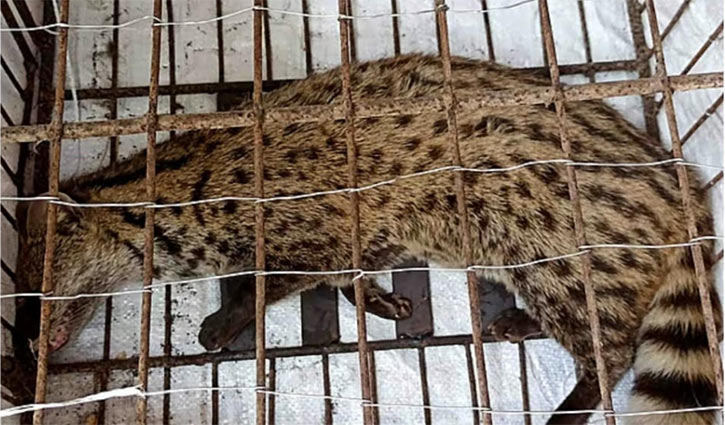 নাটোরে জালে আটকা বিপন্নপ্রায় গন্ধগোকুল