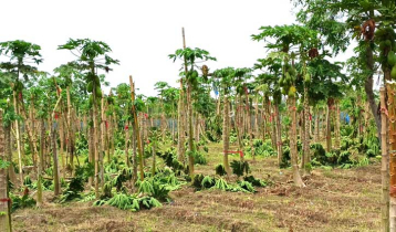 ঠাকুরগাঁওয়ে কালবৈশাখীর তাণ্ডব, ফসল ক্ষতিগ্রস্ত 