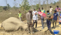 উখিয়ায় সংরক্ষিত বন থেকে মৃত হাতি উদ্ধার