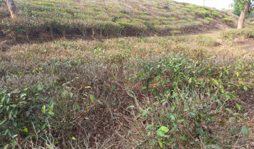 বৈরী আবহাওয়ায় চা শিল্পে সংকটের শঙ্কা