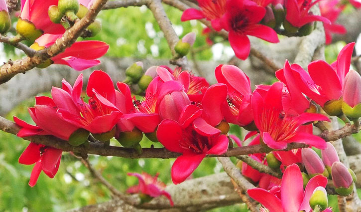 প্রকৃতিপ্রেমীদের চোখ ধাঁধিয়ে দিচ্ছে মানিকদাহের লাল শিমুল