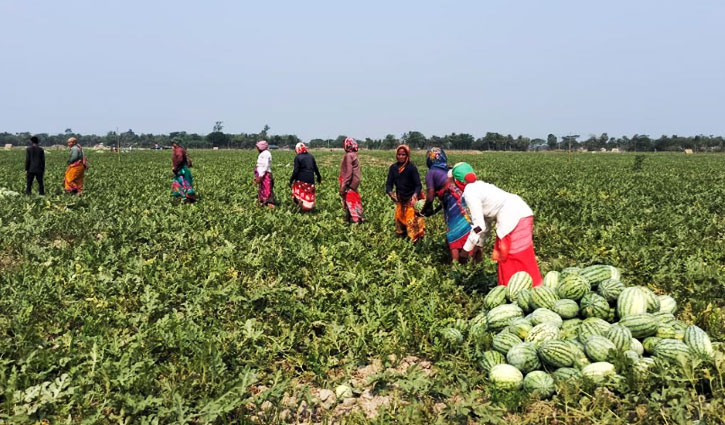 সাতক্ষীরায় তরমুজের বাম্পার ফলন ও দামে খুশি কৃষক