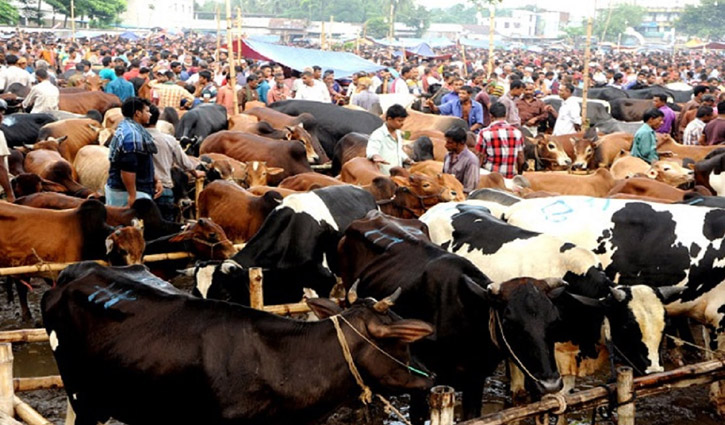 মেরাদিয়ায় পশুর হাট বসানো যাবে না: হাইকোর্ট