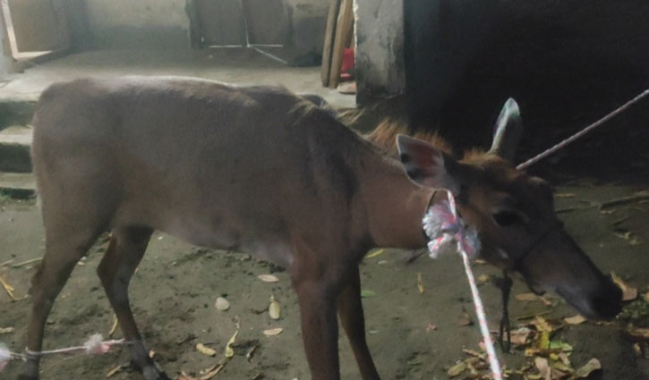 পঞ্চগড়ে নীলগাই উদ্ধার