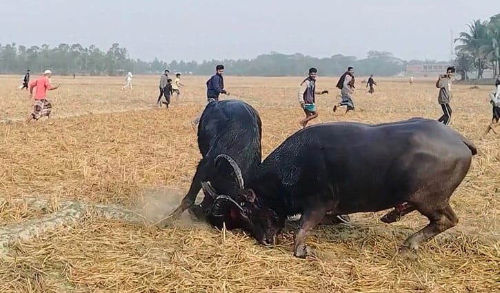 মহিষের লড়াই দেখতে দর্শকদের ভিড়