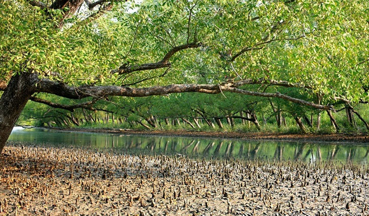 সুন্দরবনে অপহৃত ছয় নারীসহ ৩৩ জেলে উদ্ধার