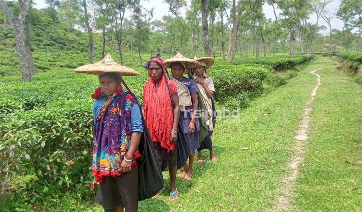 চা শ্রমিকদের জীবন: সামান্য বেতনে বেঁচে থাকার সংগ্রাম