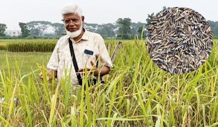 বাকৃবি গবেষকের সাফল্য: ডায়াবেটিস ও উচ্চ রক্তচাপের ঝুঁকি কমাবে রঙিন চাল